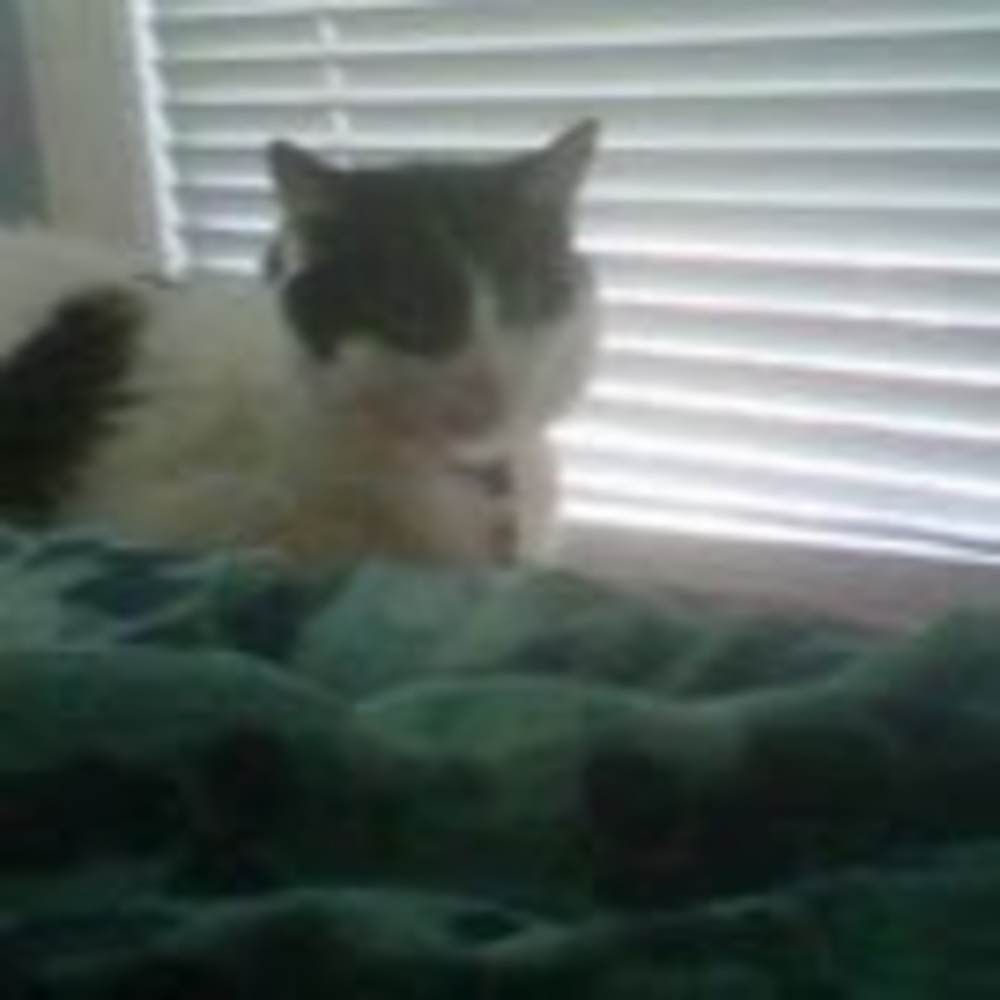 Meet your Posher, Netra